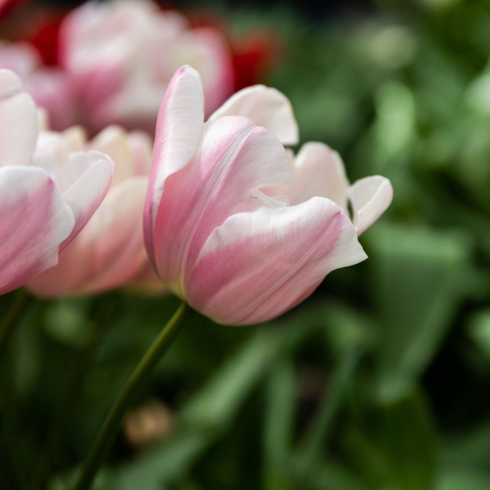 Tulpan 'Mango Charm'